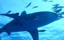 Safari St Johns - Kwiecień 2005