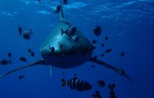 Safari St Johns - Kwiecień 2005