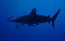 Safari St Johns - Kwiecień 2005