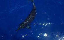 Safari St Johns - Kwiecień 2005