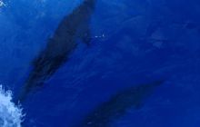 Safari St Johns - Kwiecień 2005