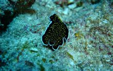 Safari St Johns - Kwiecień 2005