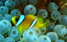 Safari St Johns - Kwiecień 2005