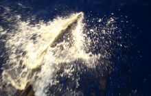 Safari St Johns - Kwiecień 2005