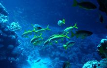 Safari St Johns - Kwiecień 2005