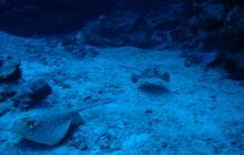 Safari St Johns - Kwiecień 2005