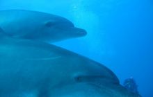 Safari Wrakowe - Wrzesień 2005