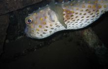 Safari Wrakowe - Wrzesień 2005