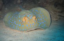 Safari Wrakowe - Wrzesień 2005