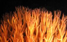 Safari Wrakowe - Wrzesień 2005