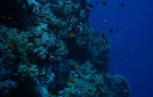 Safari Brothers Islands - Kwiecień 2006