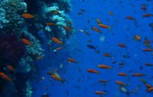 Safari Brothers Islands - Kwiecień 2006