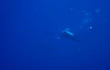 Safari Brothers Islands - Kwiecień 2006