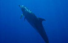 Safari Brothers Islands - Kwiecień 2006