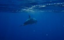 Safari Brothers Islands - Kwiecień 2006