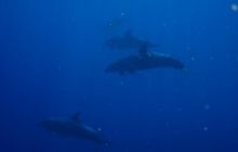 Safari Brothers Islands - Kwiecień 2006