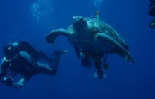 Safari Brothers Islands - Kwiecień 2006