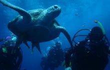 Safari Brothers Islands - Kwiecień 2006