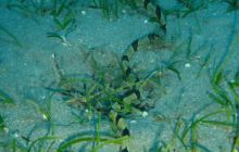 Safari Brothers Islands - Kwiecień 2006