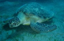 Safari Brothers Islands - Kwiecień 2006