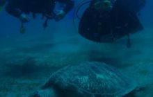 Safari Brothers Islands - Kwiecień 2006