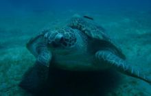 Safari Brothers Islands - Kwiecień 2006