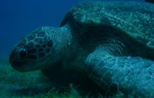 Safari Brothers Islands - Kwiecień 2006