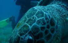 Safari Brothers Islands - Kwiecień 2006