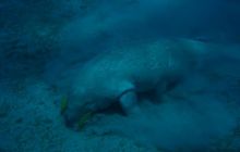 Safari Brothers Islands - Kwiecień 2006