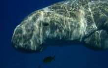 Safari Brothers Islands - Kwiecień 2006