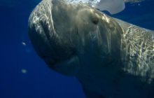 Safari Brothers Islands - Kwiecień 2006