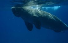 Safari Brothers Islands - Kwiecień 2006