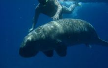 Safari Brothers Islands - Kwiecień 2006