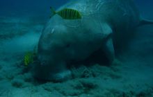 Safari Brothers Islands - Kwiecień 2006