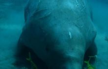 Safari Brothers Islands - Kwiecień 2006