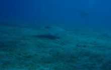 Safari Brothers Islands - Kwiecień 2006