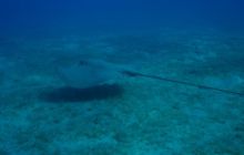 Safari Brothers Islands - Kwiecień 2006