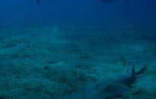 Safari Brothers Islands - Kwiecień 2006