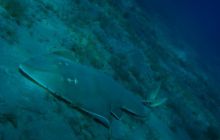 Safari Brothers Islands - Kwiecień 2006