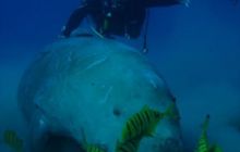 Safari Brothers Islands - Kwiecień 2006