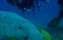 Safari Brothers Islands - Kwiecień 2006