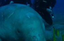 Safari Brothers Islands - Kwiecień 2006