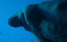 Safari Brothers Islands - Kwiecień 2006