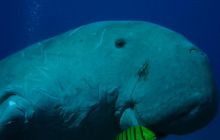 Safari Brothers Islands - Kwiecień 2006