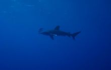 Safari St Johns - Maj 2006