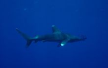 Safari St Johns - Maj 2006