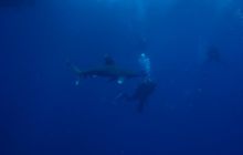 Safari St Johns - Maj 2006