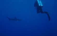 Safari St Johns - Maj 2006