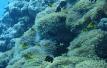 Safari St Johns - Maj 2006