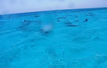 Safari St Johns - Maj 2006